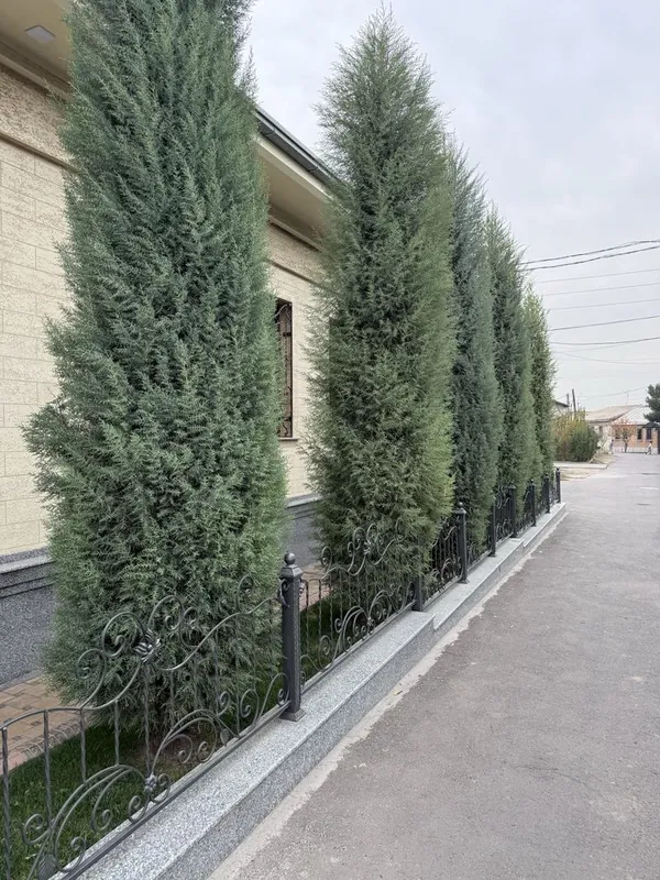 Продается кипарис, ёлка — фото 5