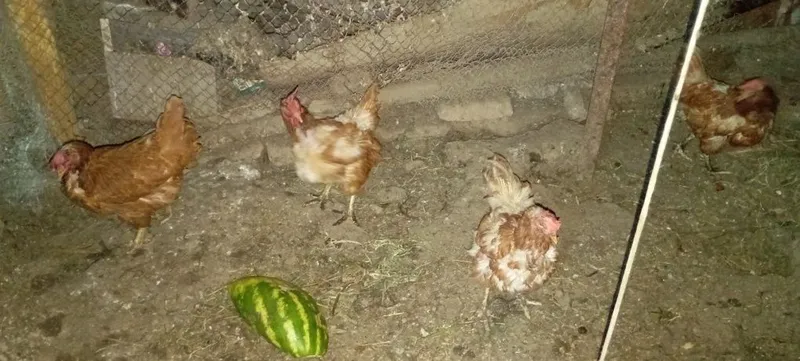 Tovuqla sotiladi soni 6 ta 1 Tovuqla sotiladi soni 6 ta 1