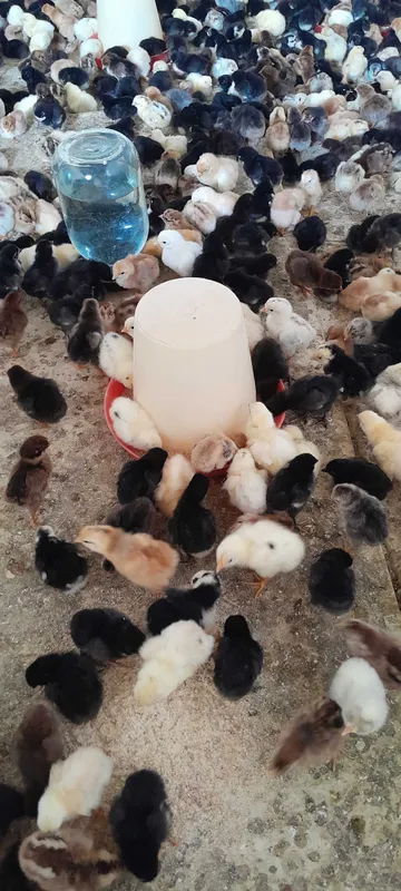 Продаю суточных цыплят.