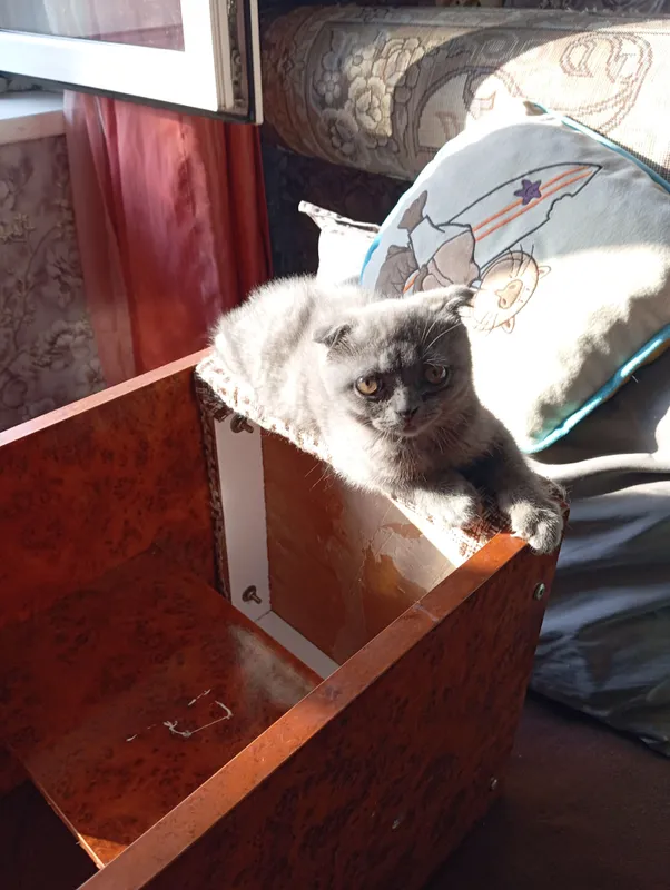 котята