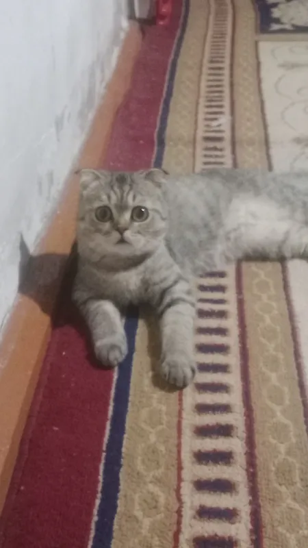 мушук сотилади 100$