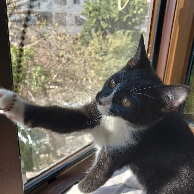 Котята в добрые руки — фото 3