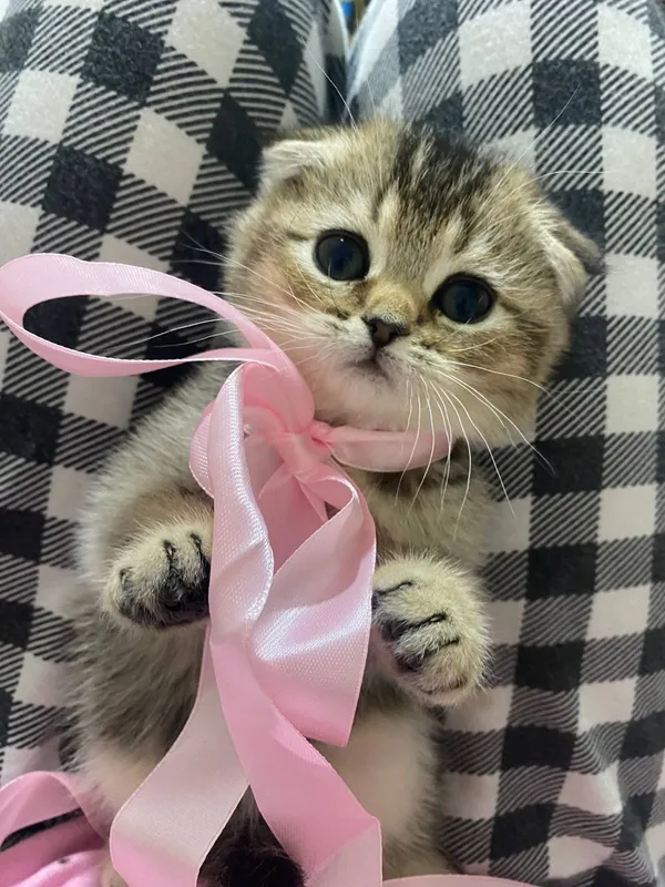 продаю котенка шиншила фолд — фото 5