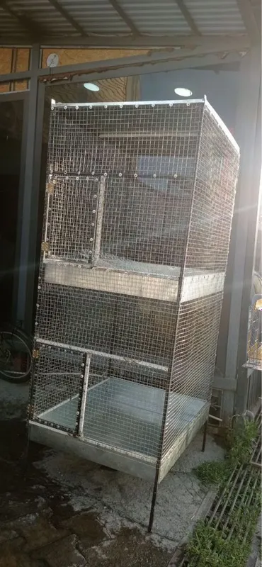 Katak qushlar totilar uchun