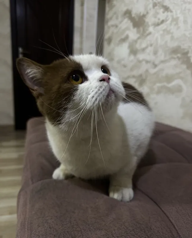 Продаю британскую короткошёрстную кошку 2