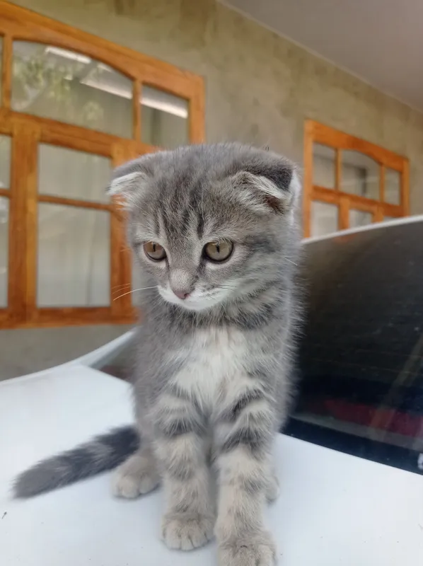 Кошка, один месяц, пол: девочка, цена: 3 млн 1 Кошка, один месяц, пол: девочка, цена: 3 млн 1