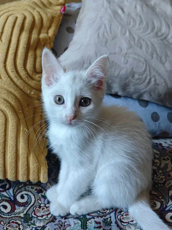 Белого котёнка в добрые руки! 1
