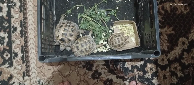 toshbaqa uyda boqilgan
