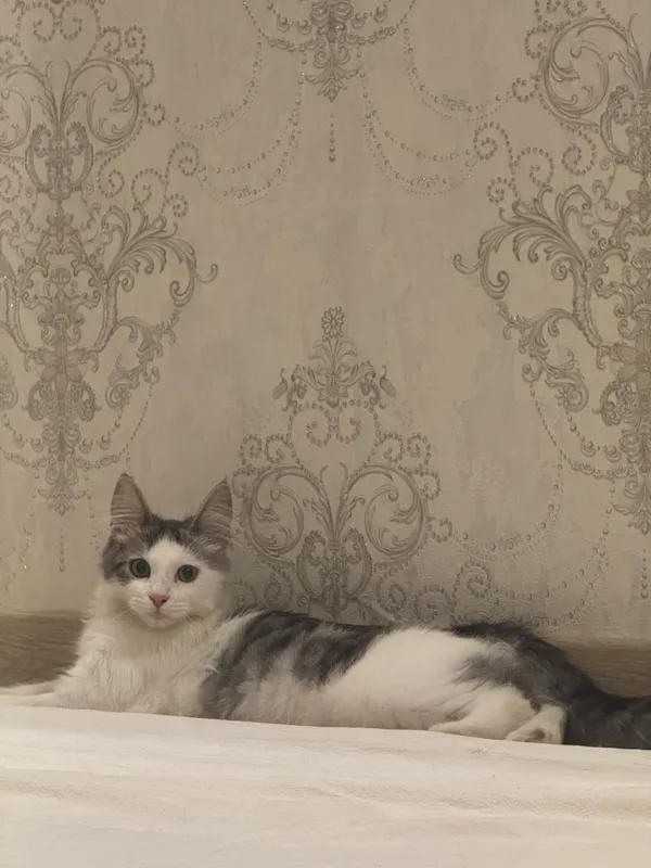 Кошка 1