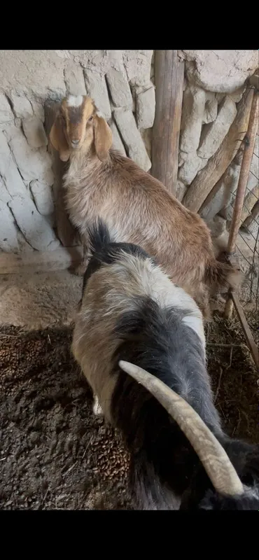 Она Бола Эчкилар сотилади — фото 1