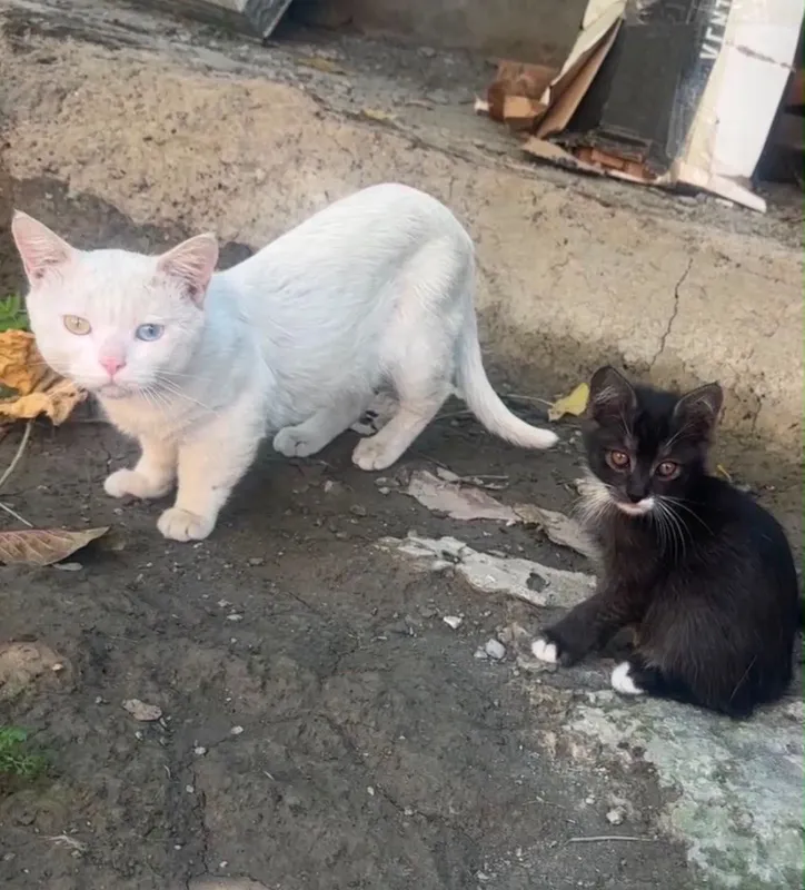 Продаются котята 1 Продаются котята 1