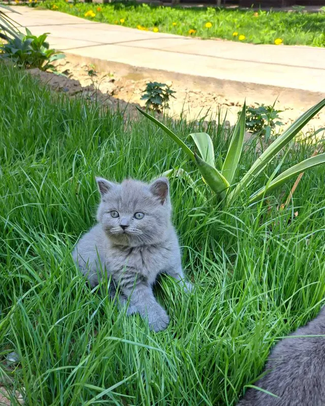 Haqiqiy jinsiy aloqa havaskorlar tomonidan mobil telefonda suratga olingan
