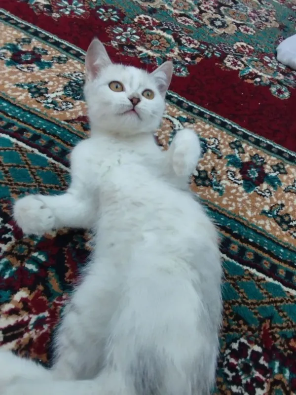 Mushuklar hadiya qilinadi faqat faqat yahshi qaridan odamlaga 6 Mushuklar hadiya qilinadi faqat faqat yahshi qaridan odamlaga 6