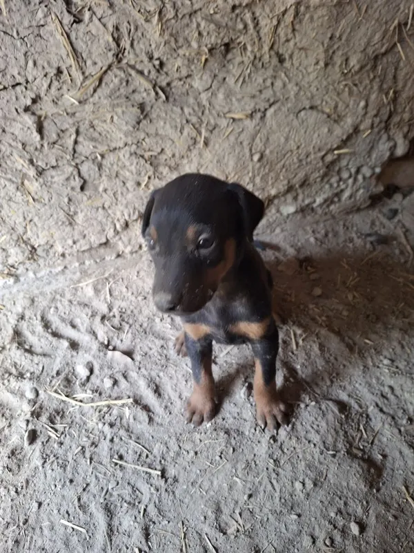 Sotiladi: 2 oylik Doberman kuchugi 1 Sotiladi: 2 oylik Doberman kuchugi 1