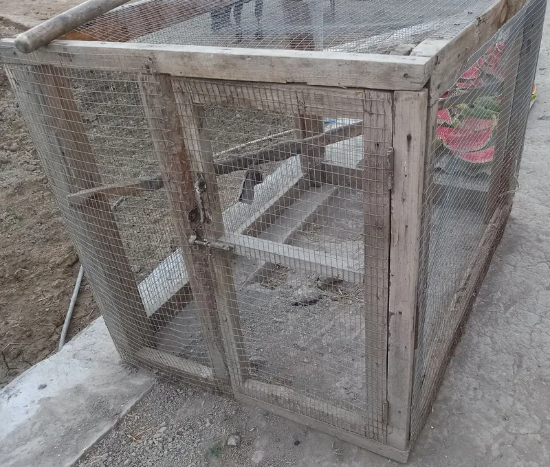 Tovuq katagi ideal holatda 2