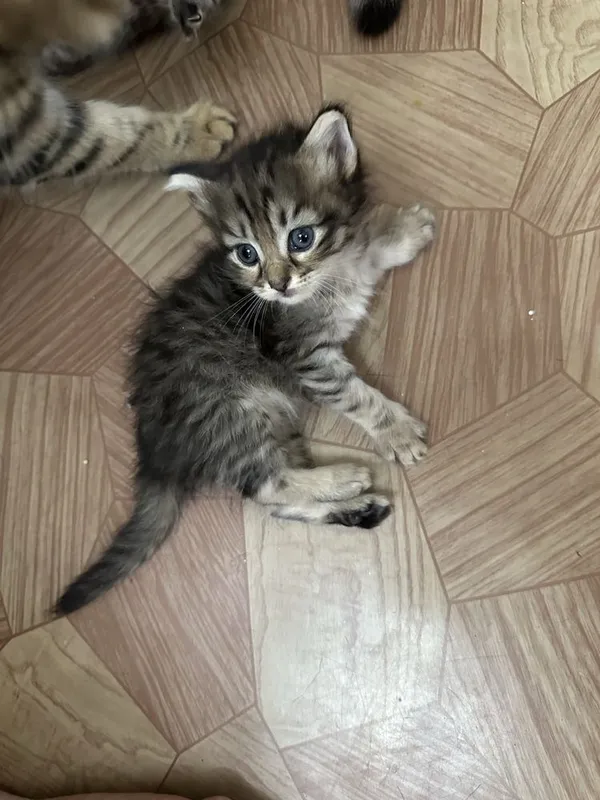 Этим котятам сегодня ровно 1 месяц 8 Этим котятам сегодня ровно 1 месяц 8