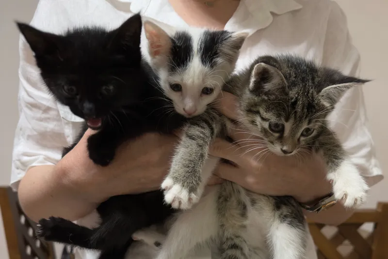 Котятя. Отдадим в хорошие руки
