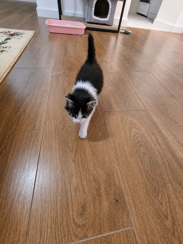 СРОЧНО котёнок ищет хозяина — фото 1