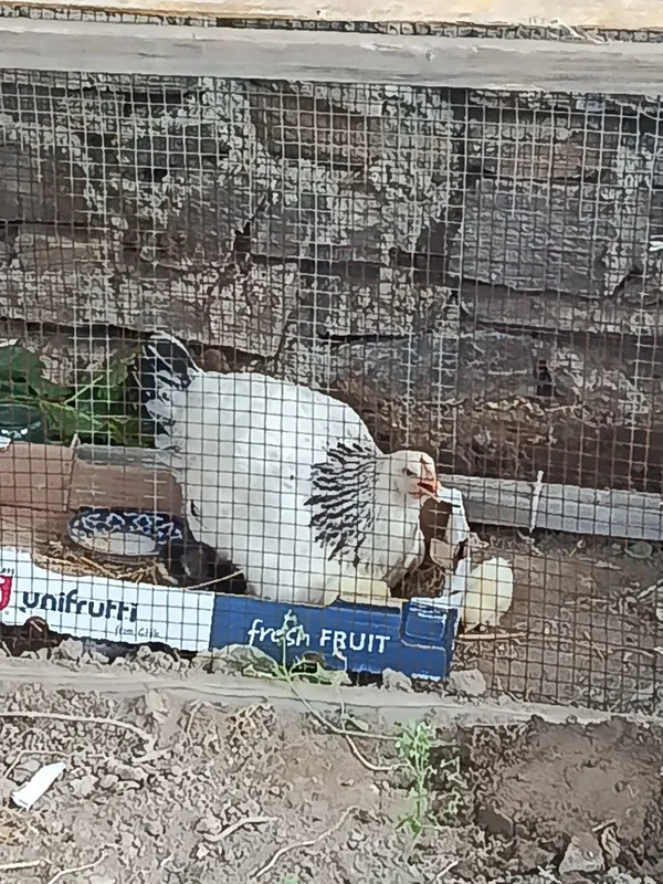 Brama tovuq va jujalari