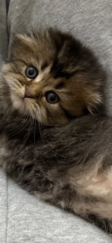 Продаю шотландских котят — фото 1