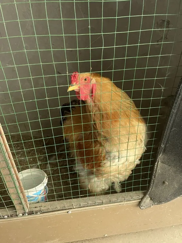 brama palvi va svetli xurozlari sotladi 2 brama palvi va svetli xurozlari sotladi 2