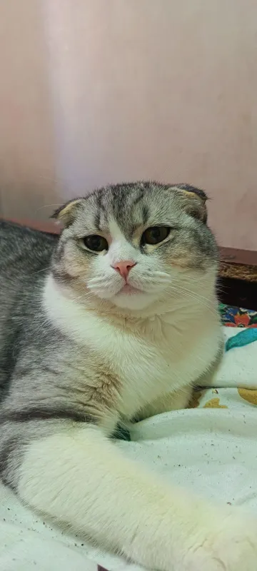 Кошка, порода - "Scottish fold" 2 Кошка, порода - "Scottish fold" 2
