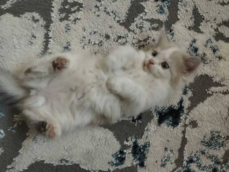 Ragdoll aralash urg‘ochi mushukcha — фото 1