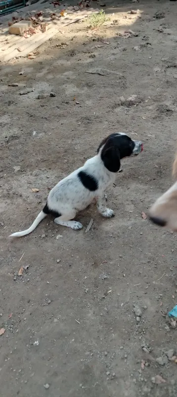 Spaniel kuchukchasi sotiladi, urg‘ochi 1