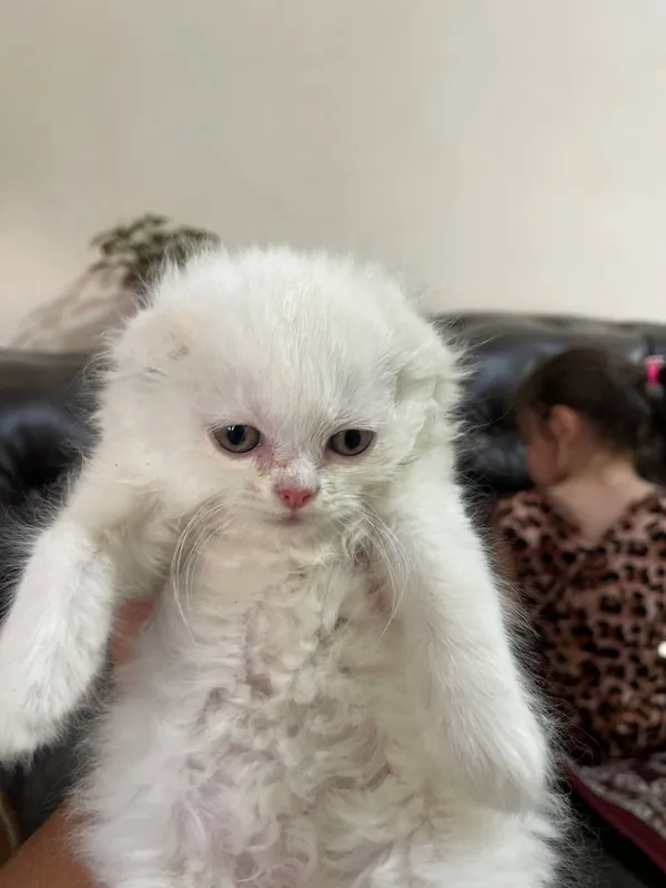 Шатлански вислаухи кошки 2