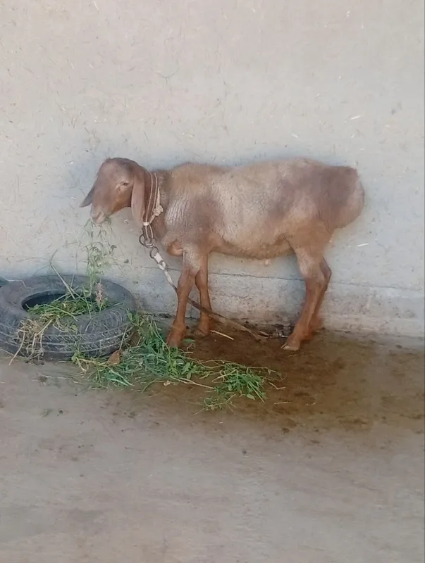 Quchqor sotiladi 1 Quchqor sotiladi 1