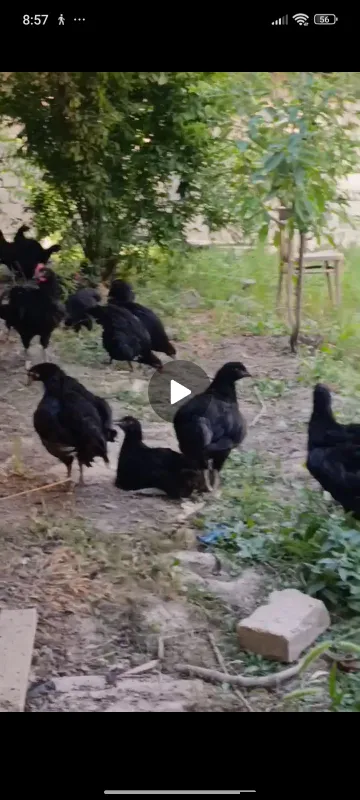 qora shagzoda tovuq xorozla