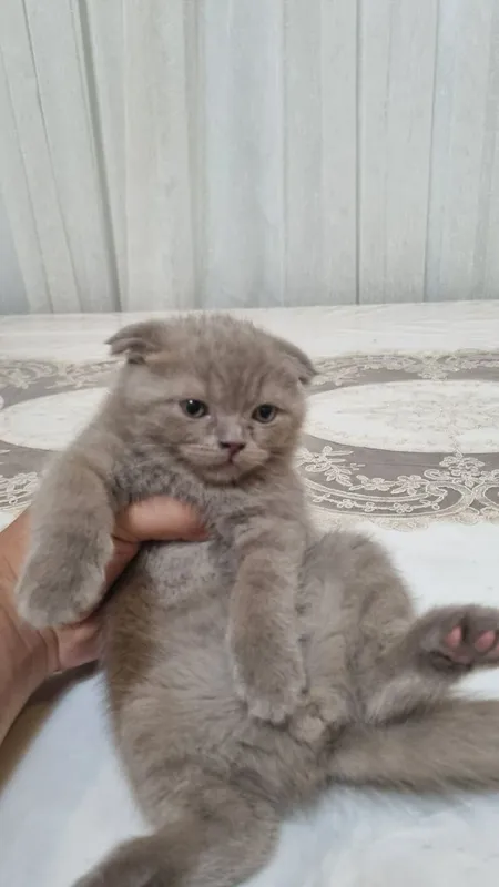скотиш фолд угил бола — фото 1