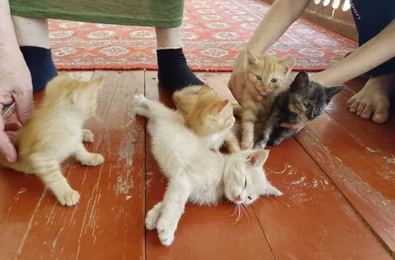 Котята, очень красивые, отдаю даром 2 Котята, очень красивые, отдаю даром 2