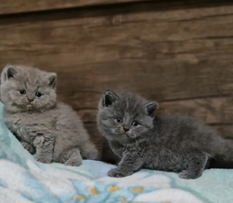 Чистокровные шотландские котята — фото 3