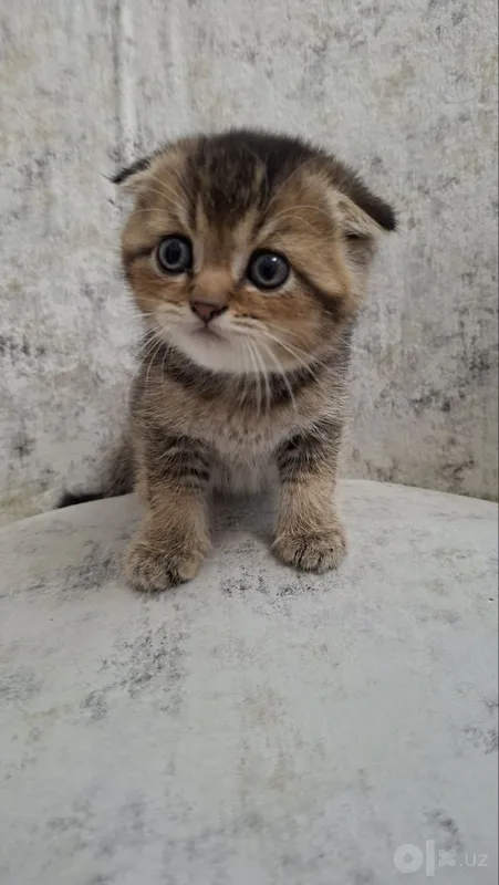 Продаются котята, золотой шишиллы- девочка и мальчик. 200$ 1 Продаются котята, золотой шишиллы- девочка и мальчик. 200$ 1