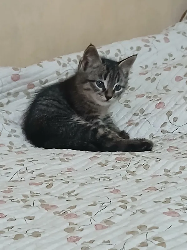 tekinga bervoraman manzil lichda