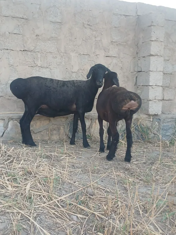 Ona bola sotladi 5