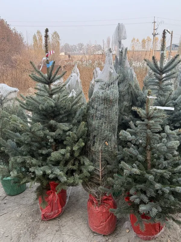 Голубые ели Оптом — фото 2