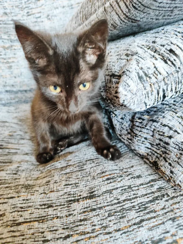 Котенок 2,5 месяца мальчик. 1