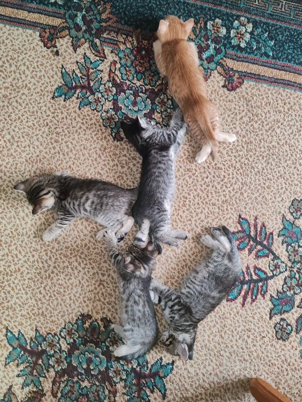 Котята в заботливые руки бесплатно