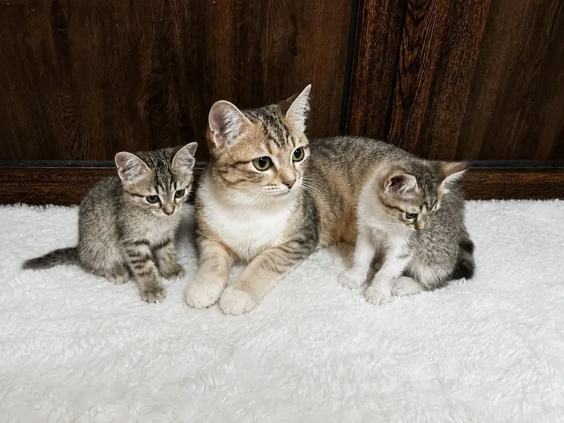 Котята домашней кошки 1