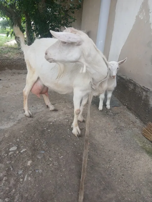 Ona bola zanin zotli echki sotiladi bolasi urgʻochi suti 2litr — фото 3