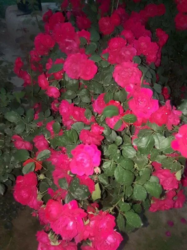 Narxi kuchat bir donasi 15 soʻm 7
