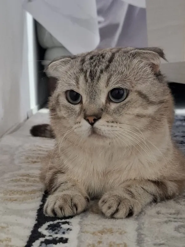 Кошка шотланский — фото 1