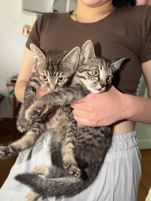 котята бесплатно, домашние 8 котята бесплатно, домашние 8