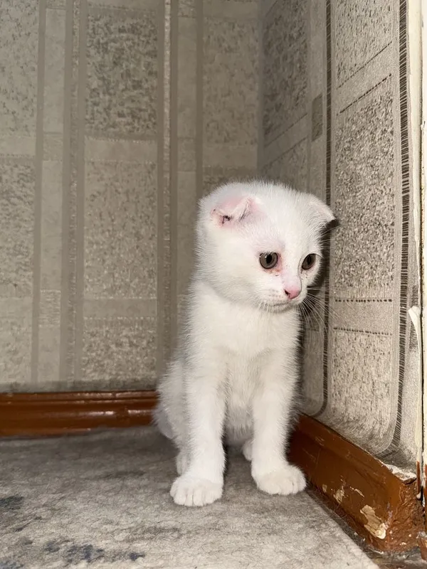 Scottish fold o’gil bola 2 oylik 2 Scottish fold o’gil bola 2 oylik 2