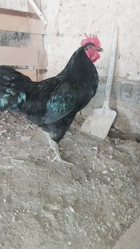 Tuxum qora shagzoda jersi tuxum 1