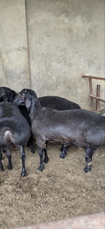 Qurbonlikka Qoy qochqorlar sotiladi