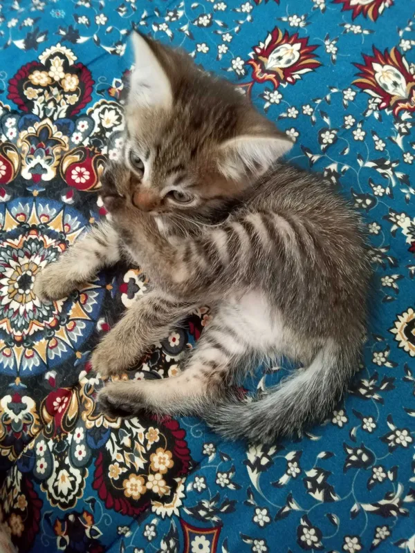Отдам котенка хорошие руки 3