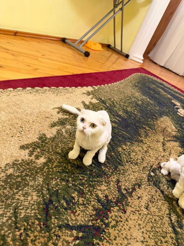Кошка 3